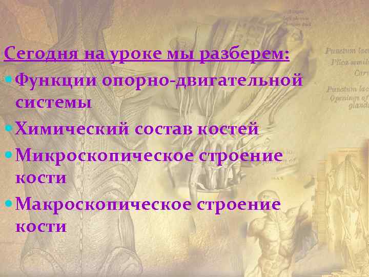Сегодня на уроке мы разберем: Функции опорно-двигательной системы Химический состав костей Микроскопическое строение кости