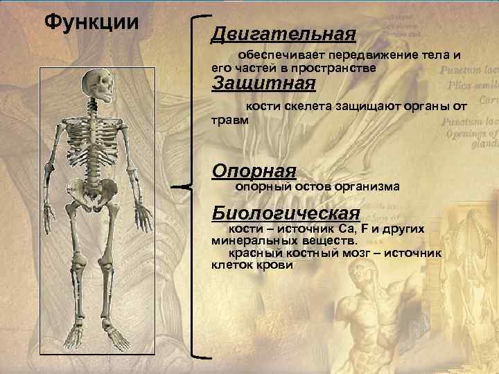 Функции Двигательная обеспечивает передвижение тела и его частей в пространстве Защитная кости скелета защищают