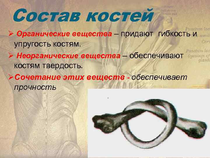 Состав костей Ø Органические вещества – придают гибкость и упругость костям. Ø Неорганические вещества