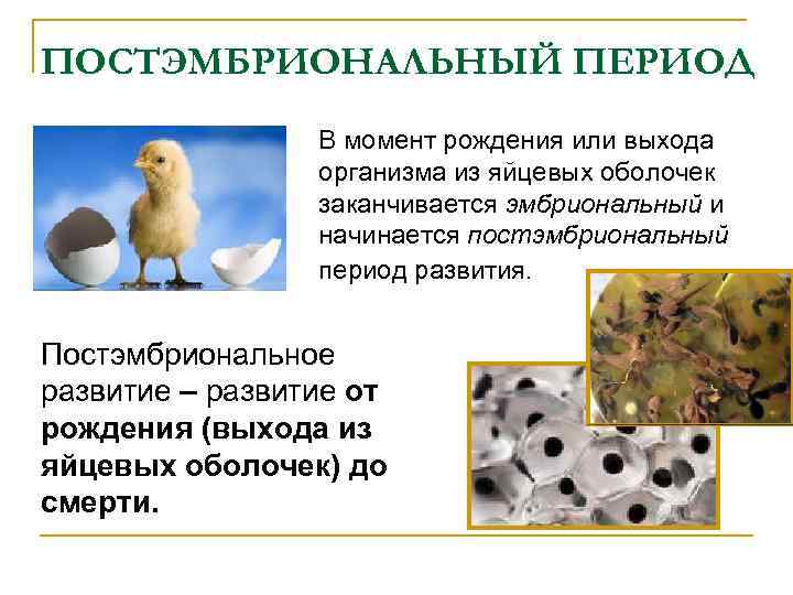 ПОСТЭМБРИОНАЛЬНЫЙ ПЕРИОД В момент рождения или выхода организма из яйцевых оболочек заканчивается эмбриональный и