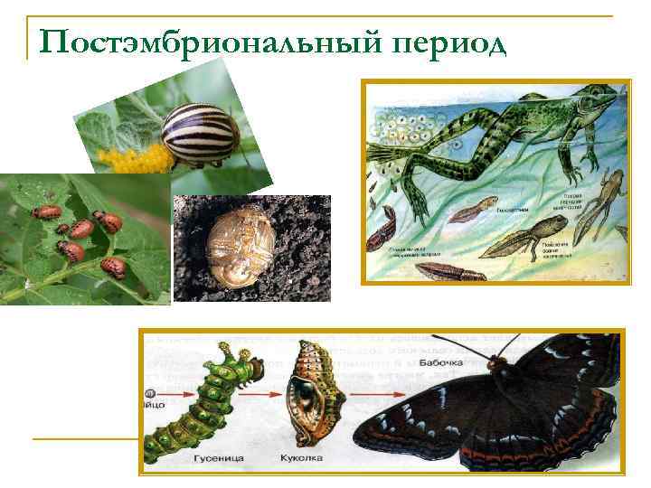 Постэмбриональный период 