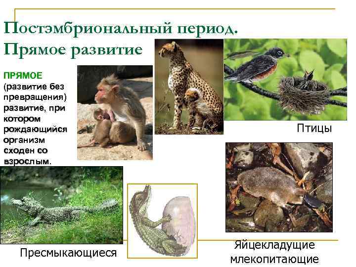 Постэмбриональный период. Прямое развитие ПРЯМОЕ (развитие без превращения) развитие, при котором рождающийся организм сходен