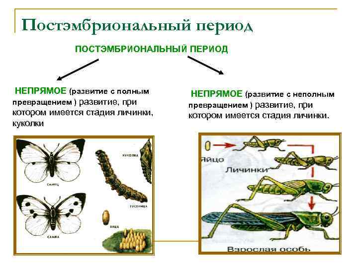 Постэмбриональный период ПОСТЭМБРИОНАЛЬНЫЙ ПЕРИОД НЕПРЯМОЕ (развитие с полным превращением ) развитие, при котором имеется