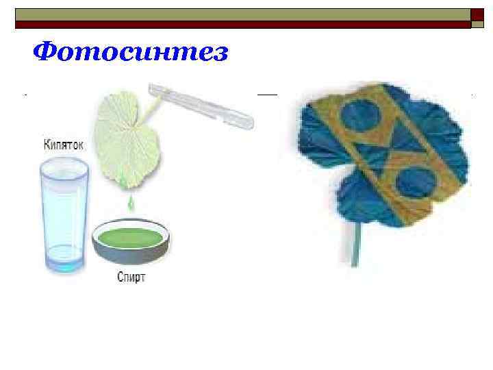 Фотосинтез 