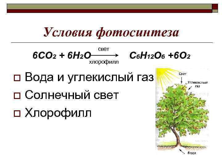 Условия фотосинтеза 6 СО 2 + 6 Н 2 О свет хлорофилл С 6