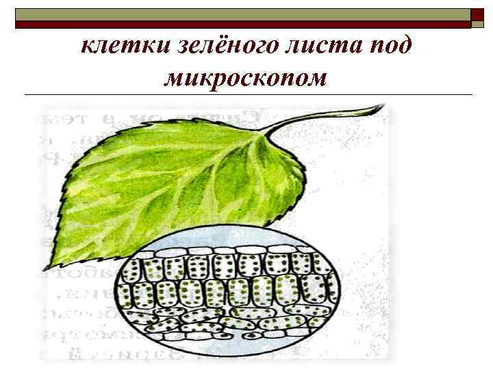 клетки зелёного листа под микроскопом 