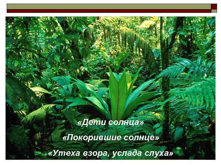  «Дети солнца» «Покорившие солнце» «Утеха взора, услада слуха» 