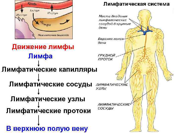  Движение лимфы  Лимфатические капилляры  Лимфатические сосуды  Лимфатические узлы Лимфатические протоки
