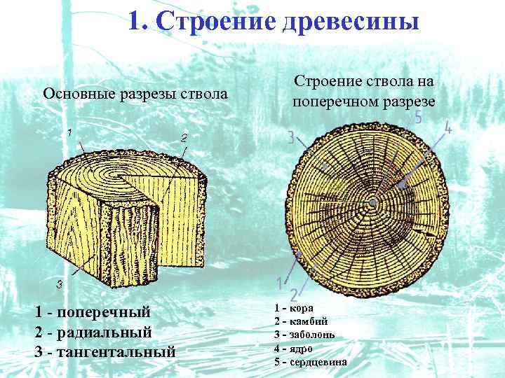 1. Строение древесины Основные разрезы ствола 1 - поперечный 2 - радиальный 3 -