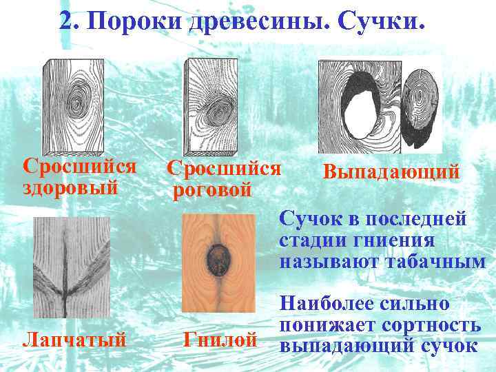 2. Пороки древесины. Сучки. Сросшийся здоровый Лапчатый Сросшийся Выпадающий роговой Сучок в последней стадии