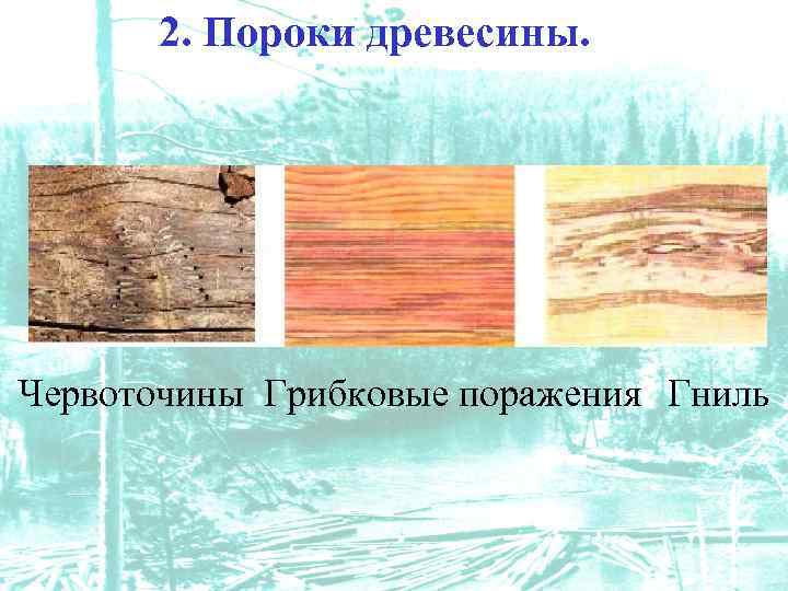 2. Пороки древесины. Червоточины Грибковые поражения Гниль 