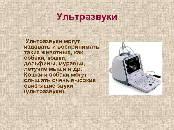 Ультразвуки могут издавать и воспринимать такие животные, как собаки, кошки, дельфины, муравьи, летучие мыши