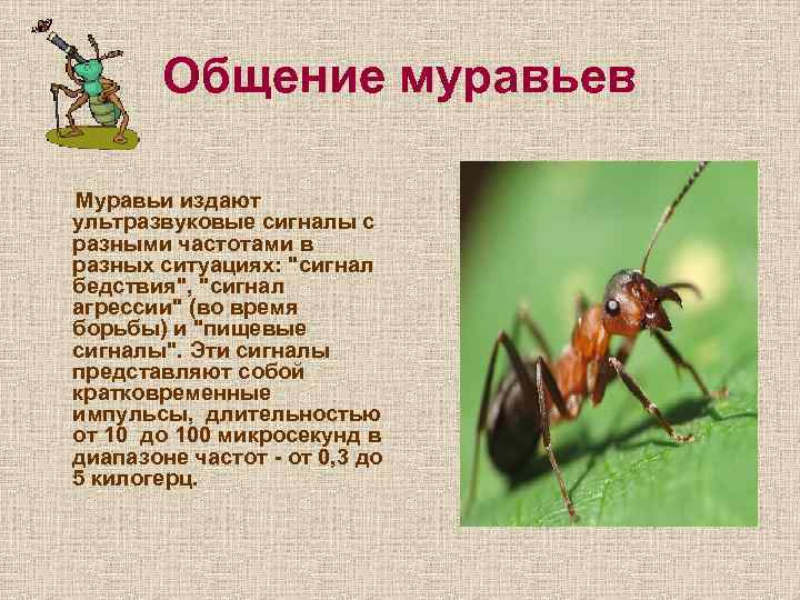 Общение муравьев Муравьи издают ультразвуковые сигналы с разными частотами в разных ситуациях: "сигнал бедствия",