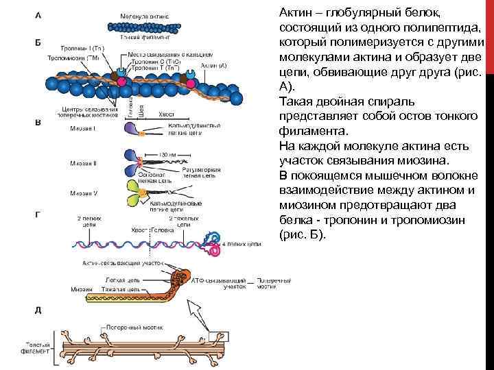 Актин – глобулярный белок, состоящий из одного полипептида, который полимеризуется с другими молекулами актина