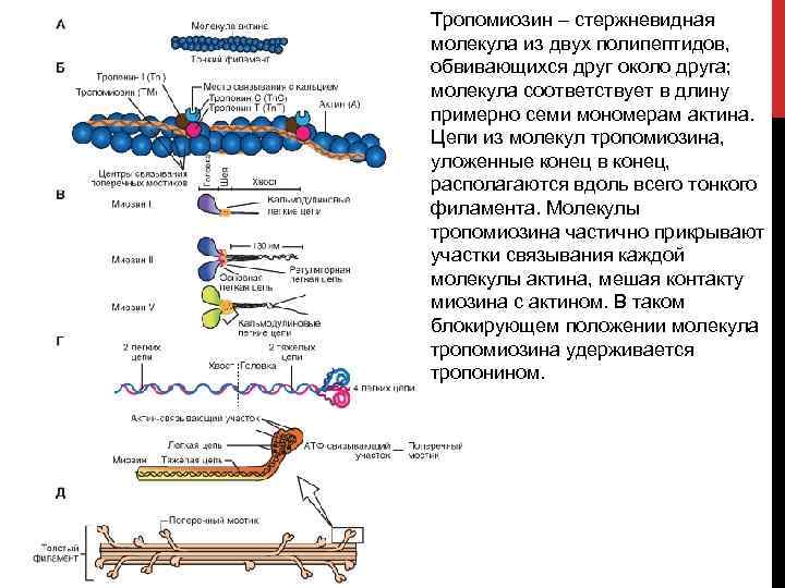 Тропомиозин – стержневидная молекула из двух полипептидов, обвивающихся друг около друга; молекула соответствует в