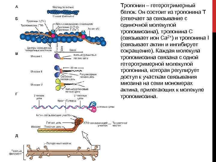 Тропонин – гетеротримерный белок. Он состоит из тропонина Т (отвечает за связывание с одиночной