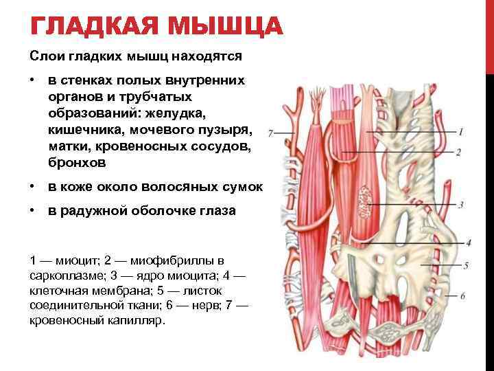 ГЛАДКАЯ МЫШЦА Слои гладких мышц находятся • в стенках полых внутренних органов и трубчатых