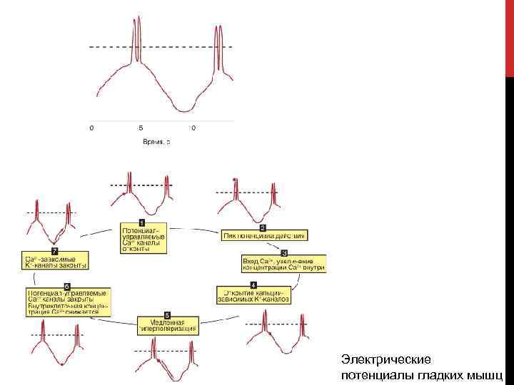 ГЛАДКИЕ МЫШЦЫ Электрические потенциалы гладких мышц 