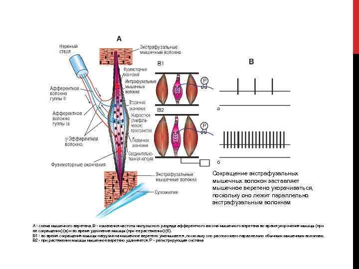 Сокращение экстрафузальных мышечных волокон заставляет мышечное веретено укорачиваться, поскольку оно лежит параллельно экстрафузальным волокнам