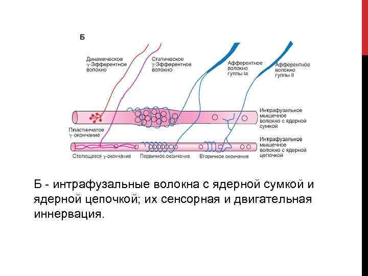 Б - интрафузальные волокна с ядерной сумкой и ядерной цепочкой; их сенсорная и двигательная