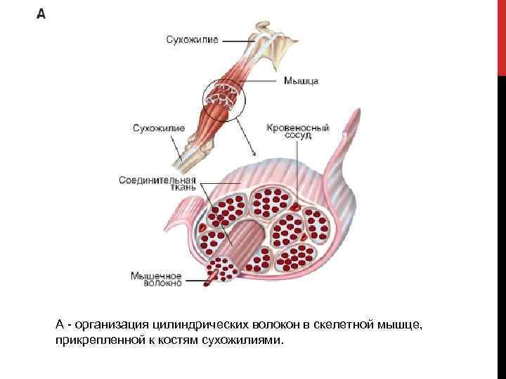 А - организация цилиндрических волокон в скелетной мышце, прикрепленной к костям сухожилиями. 