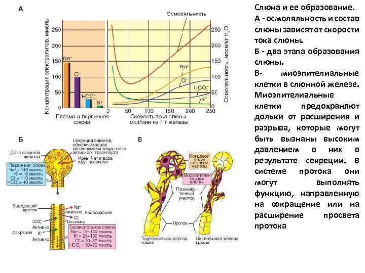 Слюна и ее образование. А - осмоляльность и состав слюны зависят от скорости тока