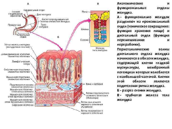 Анатомические и функциональные отделы желудка. А - функционально желудок разделяют на проксимальный отдел (тоническое