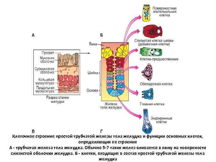 Клеточное строение простой трубчатой железы тела желудка и функции основных клеток, определяющих ее строение