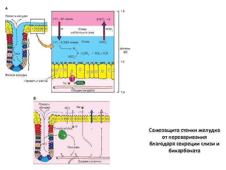 Самозащита стенки желудка от переваривания благодаря секреции слизи и бикарбоната 