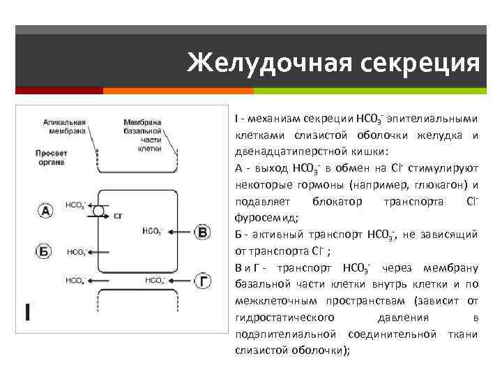 Желудочная секреция I - механизм секреции НС 03 - эпителиальными клетками слизистой оболочки желудка