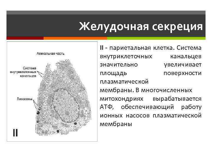 Желудочная секреция II - париетальная клетка. Система внутриклеточных канальцев значительно увеличивает площадь поверхности плазматической