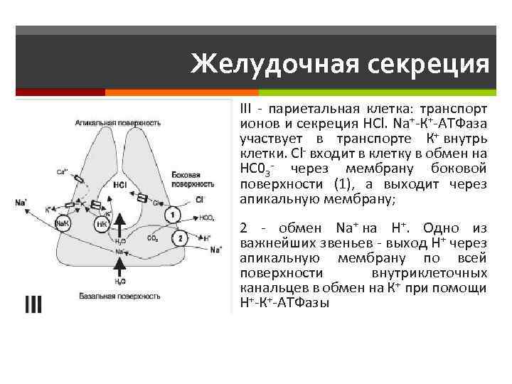 Париетальные клетки желудка. Париетальные клетки. Схема секреторные процессы в париетальной клетке. Секреторный цикл париетальных клеток. Секреторный цикл париетальных клеток желудка.