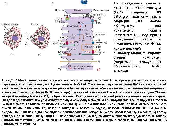 В - обкладочные клетки в покое (1) и при активации (2). Г - секреция