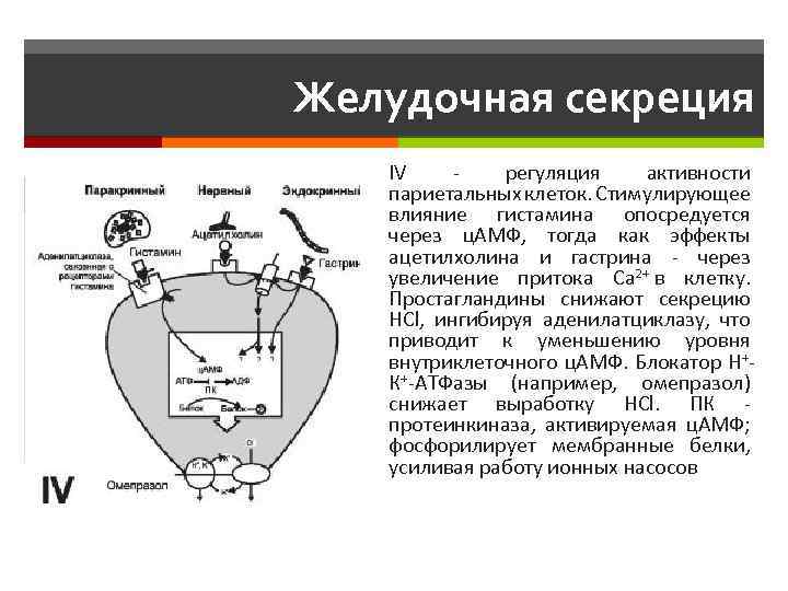 Желудочная секреция IV - регуляция активности париетальных клеток. Стимулирующее влияние гистамина опосредуется через ц.