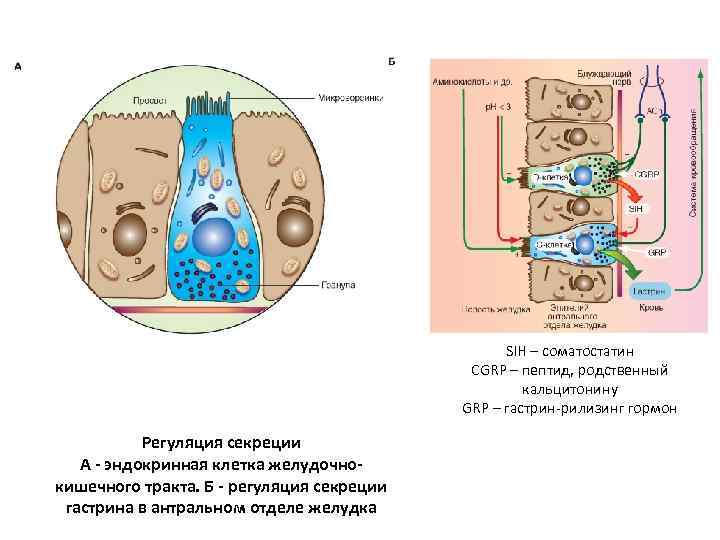 SIH – соматостатин CGRP – пептид, родственный кальцитонину GRP – гастрин-рилизинг гормон Регуляция секреции