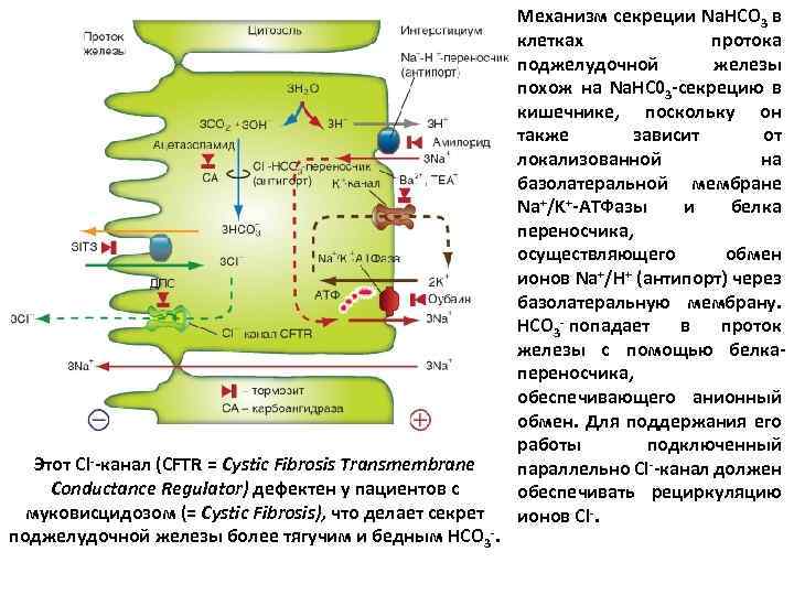 Этот Сl--канал (CFTR = Cystic Fibrosis Transmembrane Conductance Regulator) дефектен у пациентов с муковисцидозом