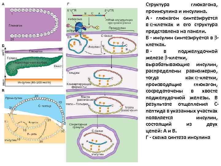 Структура глюкагона, проинсулина и инсулина. А - глюкагон синтезируется в α-клетках и его структура