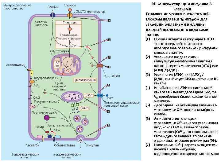 Механизм секреции инсулина βклетками. Повышение уровня внеклеточной глюкозы является триггером для секреции β-клетками инсулина,