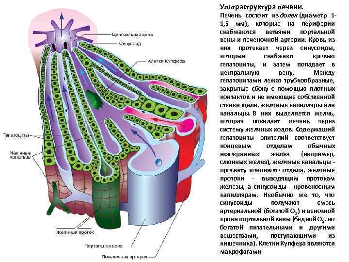 Ультраструктура печени. Печень состоит из долек (диаметр 11, 5 мм), которые на периферии снабжаются