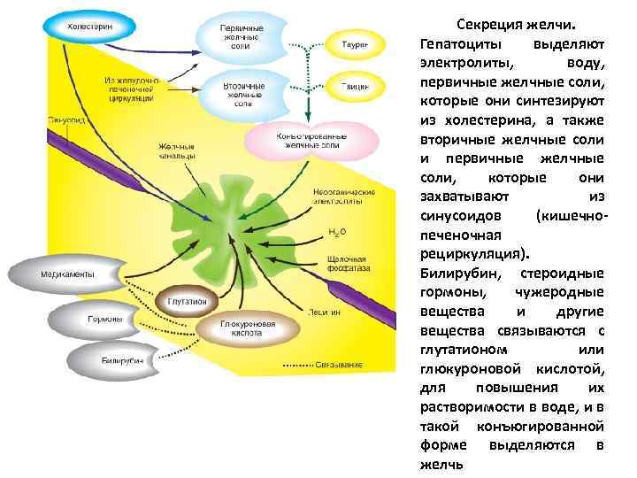 Секрецию желчи стимулируют. Секреция желчи. Желчные соли.