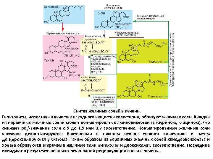 Синтез желчных солей в печени. Гепатоциты, используя в качестве исходного вещества холестерин, образуют желчные