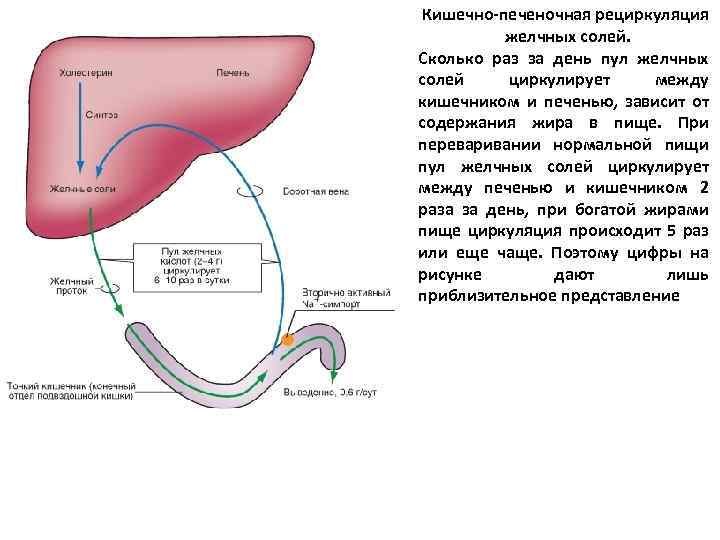 Энтерогепатическая регуляция желчных кислот схема по биохимии