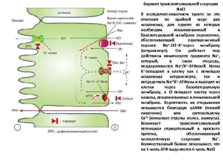 Вариант трансэпителиальной секреции Na. Cl В желудочно-кишечном тракте за это отвечают по крайней мере