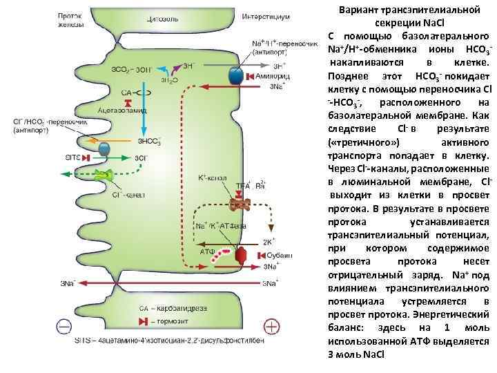 Вариант трансэпителиальной секреции Na. Cl С помощью базолатерального Na+/Н+-обменника ионы HCO 3 накапливаются в