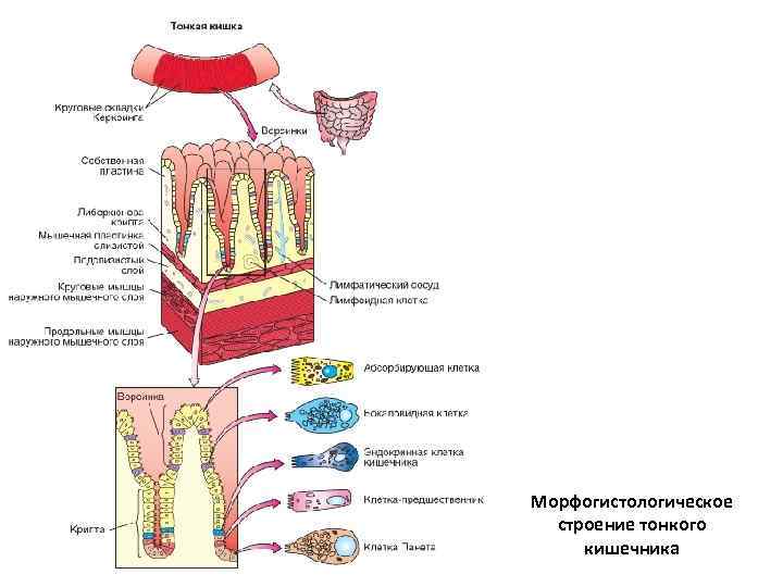 Морфогистологическое строение тонкого кишечника 