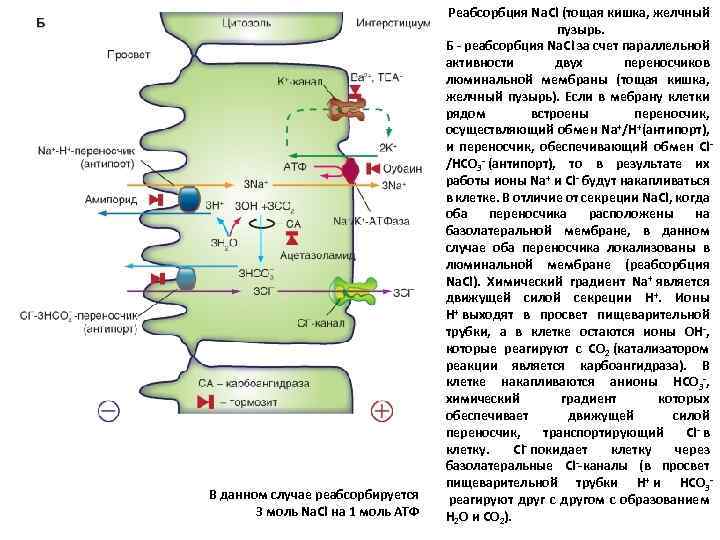 В данном случае реабсорбируется 3 моль Na. Cl на 1 моль АТФ Реабсорбция Na.