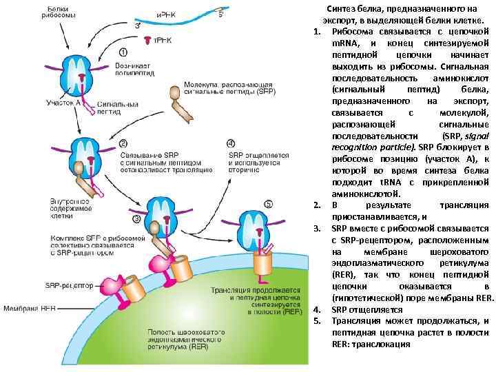 Синтез белка, предназначенного на экспорт, в выделяющей белки клетке. 1. Рибосома связывается с цепочкой