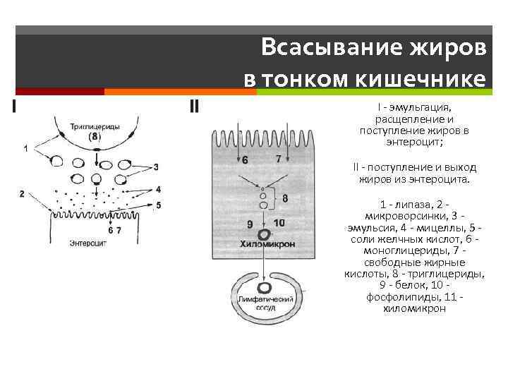 Всасывание жиров. Механизм всасывания жирных кислот в тонком кишечнике. Механизмы всасывания в тонкой кишке. Механизмы всасывания жиров физиология. Механизм всасывания веществ в тонком кишечнике.