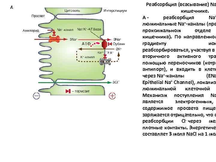 Реабсорбция (всасывание) Na кишечнике. А - реабсорбция Na+ люминальные Na+-каналы (пре проксимальном отделе кишечника).