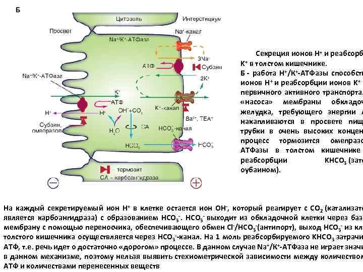 Секреция ионов Н+ и реабсорб K+ в толстом кишечнике. Б - работа Н+/К+-АТФазы способств
